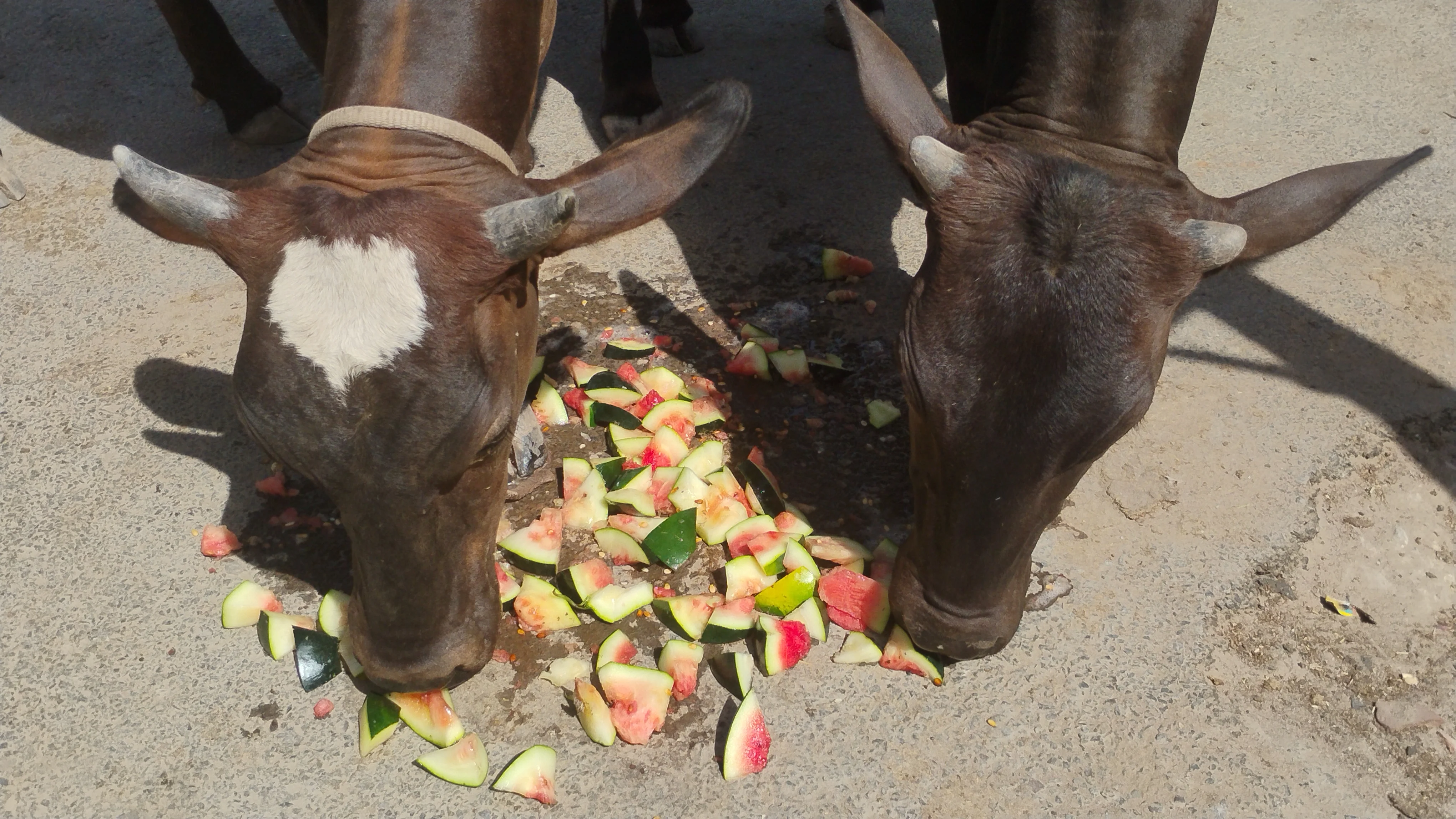 गौ मातृ धाम...
